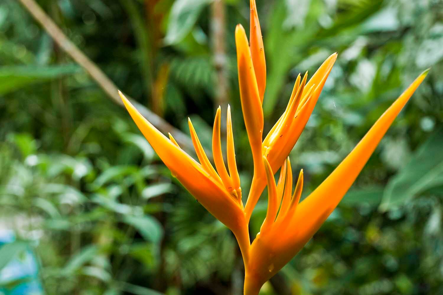 AMAZONAS 1 _selva galeria_DSC_0009.jpg